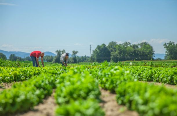 Ibiza's organic farming continues to grow after 9 years of growth